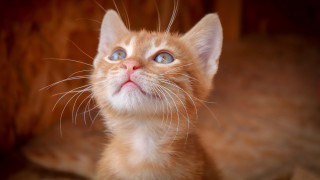Orange kitten blue eyes surprised - a wooden background free wallpaper
