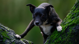 Dog moss branch sad forest - a moss free wallpaper