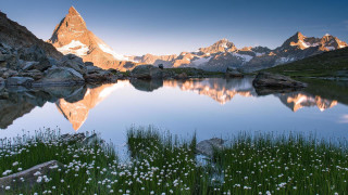 Mountain lake flower grass forest - the foreground and a mountain range in the background free wallpaper for desktop