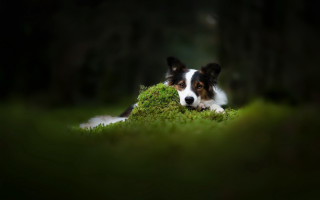 Dog laying green field trees - a lush green field of grass next free wallpaper for desktop