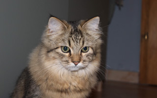 Cat green eyes table looking - maya free wallpaper for desktop