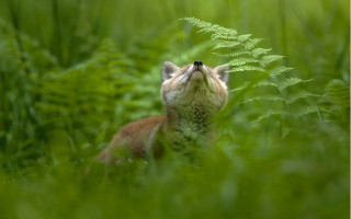 Small animal in grass looking - a small animal free wallpaper