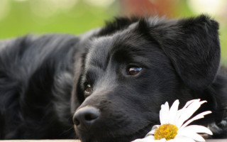 Black dog on wooden table - a blurry background of grass and trees free wallpaper