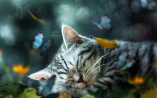 Cat sleeping green plant butterflies - butterfly free wallpaper