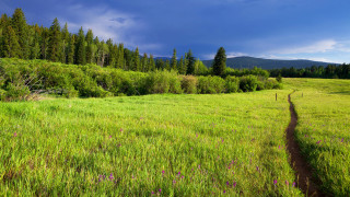 Grassy field trail forest sky - a trail free wallpaper