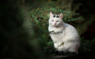 White cat bush eye focus - a white cat free wallpaper for desktop