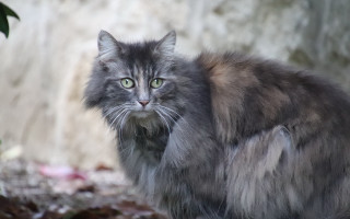 Cat green eyes rock wall 2 - a rock wall behind free wallpaper
