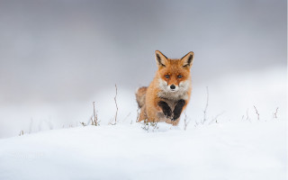 Red fox snow blue eyes - a sad look free wallpaper
