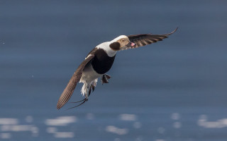 Bird flying over water spread - free bird wallpaper