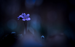 Blue flower dark blurry background - a blurry background and a blurry background free wallpaper