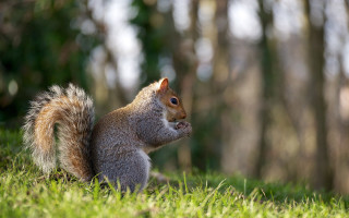Squirrel eating grass forest tilt - a squirrel free wallpaper for desktop
