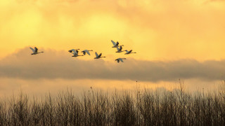 Birds flight field sunset cloudy - a few cloud free wallpaper for desktop