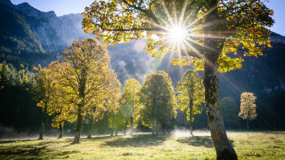 Field trees sunshine mountains fog - tree and a sun free wallpaper for desktop
