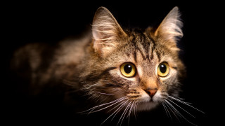 Black cat yellow eyes closeup - a close up of a cats face free wallpaper