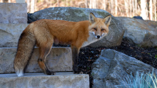Fox stone step rock wall - bush free wallpaper