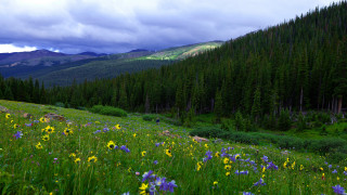 Mountain field blossoms forest clouds - a cloudy sky above them free wallpaper