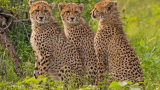Three cheetahs grass forest bushes - charlotte nasmyth free wallpaper
