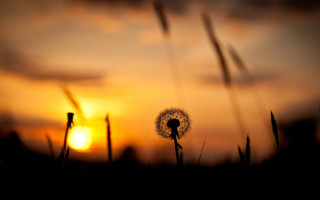 Dandelion sunset clouds macro blurry - art photography free wallpaper