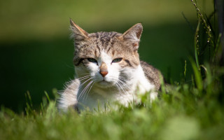 Sad cat grass dandelion blurry - something free wallpaper