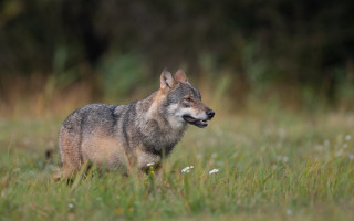 Wolf smiling field nature blurry - a wolf free wallpaper for desktop