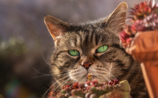 Cat green eyes potted plant - plant free wallpaper