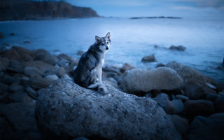 Cat rock ocean night sad - a rock near the ocean free wallpaper