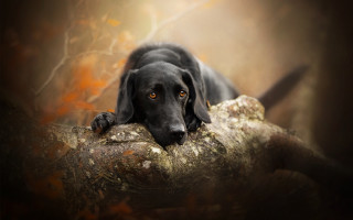 Black dog laying tree branch - a tree branch in a forest free wallpaper