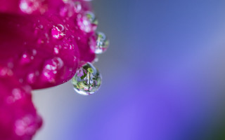 Flower water droplets macro blurry 11 - a green center free wallpaper for desktop