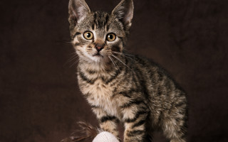 Kitten white ball brown background - felix octavius carr darley free wallpaper