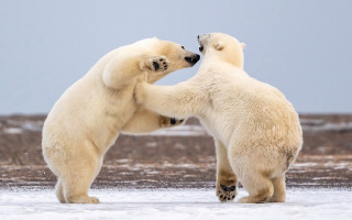 Polar bears playing snow outdoors - two polar bear free wallpaper
