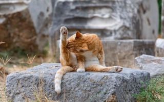 Cat stretching rock field stone - a rock in a field of grass free wallpaper
