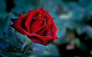 Red rose green background macro - rose free wallpaper for desktop