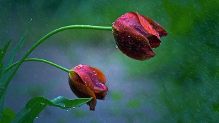 Red flowers water droplets rain 2 - green grass free wallpaper for desktop