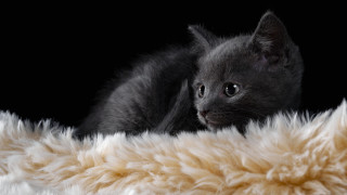 Black kitten fluffy blanket sad - grey background free wallpaper