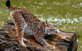 Lynx sitting log grass serious - in the grass free wallpaper