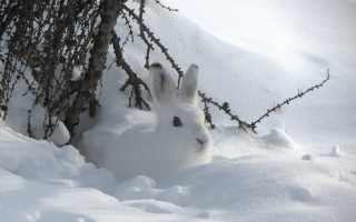 White rabbit snow tree branch - a white rabbit free wallpaper for desktop