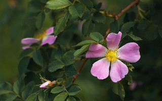 Pink flower yellow stamens green 5 - green leaf and a blurry background free wallpaper