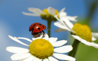 Ladybug whiteflower yellowcenter macro bokeh - a lady bug free wallpaper