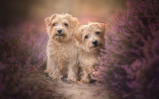 Dogs lavender field blurry flowers - a field of lavender free wallpaper