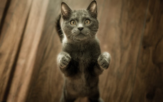 Cat stand hindlegs arabesque awardphoto - a wooden floor free wallpaper