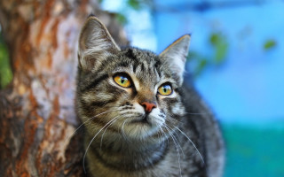 Cat looking up tree branch - boleslaw cybi free wallpaper for desktop