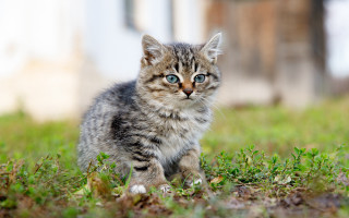 Small kitten blue eyes grass - a house in the background free wallpaper