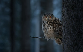 Owl perched tree woods night - a owl free wallpaper