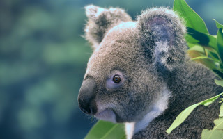 Koala tree leaves open eyes - a koala bear free wallpaper