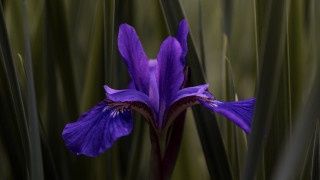 Purple flower green stems blurry 2 - the background and a blurry background of grass free wallpaper