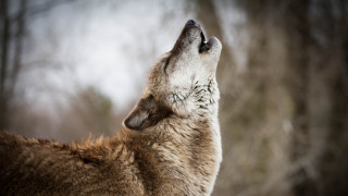 Wolf looking up sky trees - the sky and trees free wallpaper