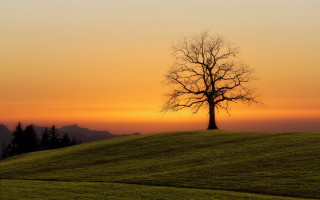 Lone tree grassy hill sunset 4 - a grassy hill free wallpaper for desktop