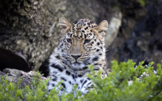 Leopard bushes camera nature depth - the background of the picture free wallpaper
