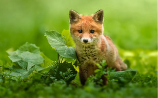 Small fox grass sad impressionist - a small fox free wallpaper