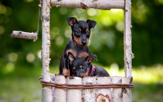 Small dogs metal tub outdoor - a wooden structure free wallpaper for desktop